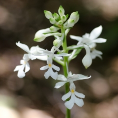 Calanthe triplicata at Termeil, NSW - suppressed