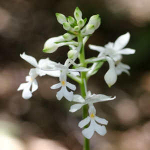 Calanthe triplicata at Termeil, NSW - suppressed