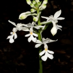 Calanthe triplicata at Termeil, NSW - suppressed