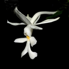 Calanthe triplicata at Termeil, NSW - suppressed