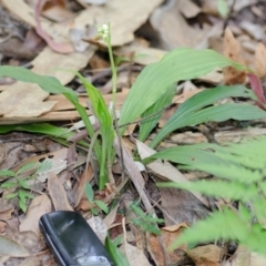 Calanthe triplicata at Termeil, NSW - suppressed