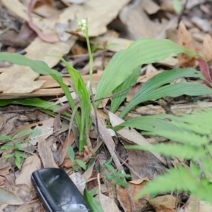 Calanthe triplicata at Termeil, NSW - suppressed