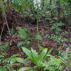 Calanthe triplicata (Christmas Orchid) at Termeil, NSW - 7 Jan 2016 by AlanS