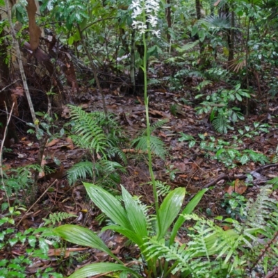 Calanthe triplicata (Christmas Orchid) at Termeil, NSW - 6 Jan 2016 by AlanS