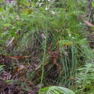 Calanthe triplicata at Termeil, NSW - suppressed