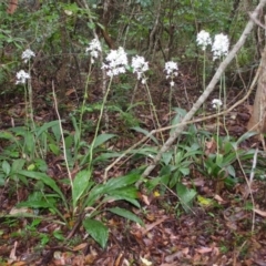 Calanthe triplicata at Termeil, NSW - suppressed