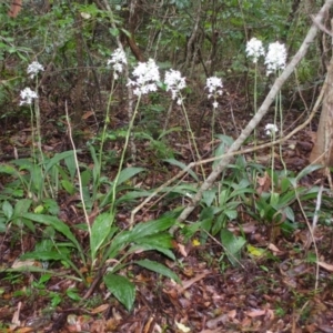 Calanthe triplicata at Termeil, NSW - 7 Jan 2016