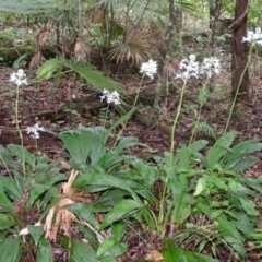 Calanthe triplicata at Termeil, NSW - 7 Jan 2016