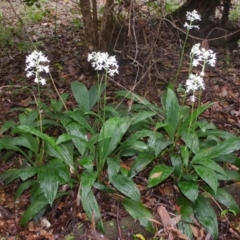 Calanthe triplicata at Termeil, NSW - suppressed