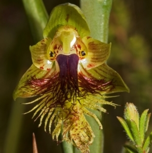 Calochilus campestris at Barringella, NSW - 2 Oct 2005