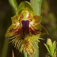 Calochilus campestris (Copper Beard Orchid) at Barringella, NSW - 1 Oct 2005 by AlanS