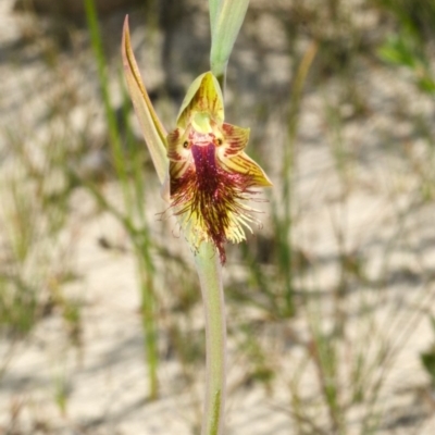 Calochilus campestris (Copper Beard Orchid) at Jerrawangala, NSW - 27 Sep 2013 by AlanS