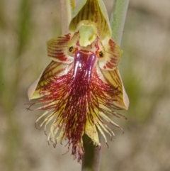 Calochilus campestris at Jerrawangala, NSW - 28 Sep 2013