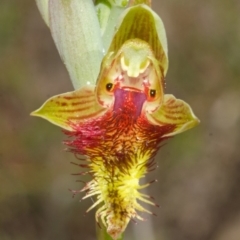 Calochilus campestris at Jerrawangala, NSW - 28 Sep 2013