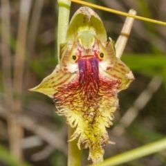 Calochilus campestris at Jerrawangala, NSW - 28 Sep 2013