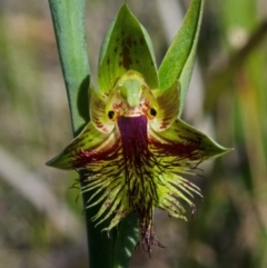 Calochilus campestris at Jerrawangala, NSW - 28 Sep 2013