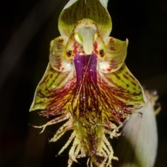 Calochilus campestris (Copper Beard Orchid) at Red Rocks, NSW - 3 Oct 2013 by AlanS