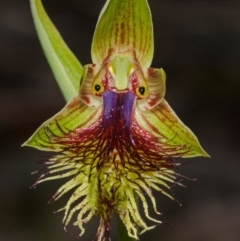 Calochilus campestris (Copper Beard Orchid) at Yerriyong, NSW - 30 Sep 2013 by AlanS