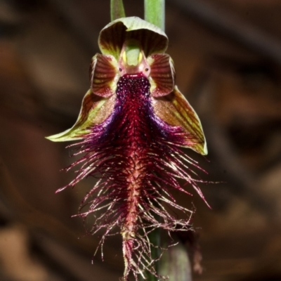 Calochilus gracillimus (Late Beard Orchid) at East Lynne, NSW - 19 Dec 2013 by AlanS