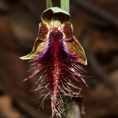 Calochilus gracillimus (Late Beard Orchid) at Murramarang National Park - 18 Dec 2013 by AlanS