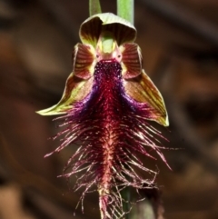 Calochilus gracillimus at East Lynne, NSW - suppressed