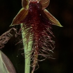 Calochilus gracillimus (Late Beard Orchid) at West Nowra, NSW - 1 Jan 2011 by AlanS