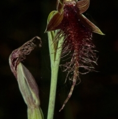 Calochilus gracillimus at West Nowra, NSW - suppressed