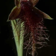 Calochilus gracillimus at West Nowra, NSW - suppressed