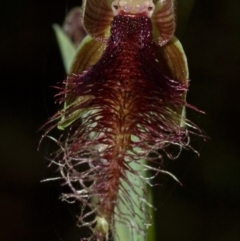 Calochilus gracillimus at West Nowra, NSW - suppressed