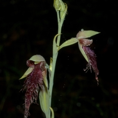 Calochilus gracillimus (Late Beard Orchid) at Bamarang, NSW - 9 Jan 2011 by AlanS