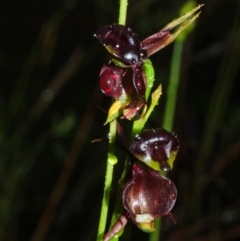 Caleana major (Large Duck Orchid) at Jerrawangala National Park - 21 Oct 2014 by AlanS