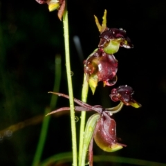 Caleana major at Yerriyong, NSW - suppressed