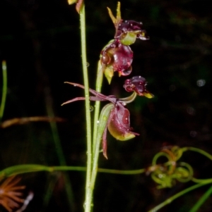 Caleana major at Yerriyong, NSW - suppressed