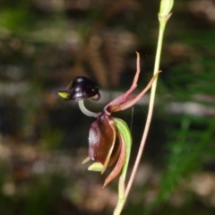 Caleana major (Large Duck Orchid) at Vincentia, NSW - 10 Jan 2014 by AlanS