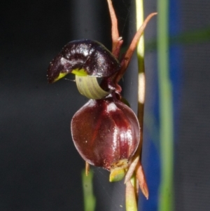 Caleana major at Vincentia, NSW - 10 Jan 2014