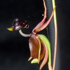 Caleana major at Vincentia, NSW - 10 Jan 2014