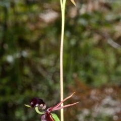 Caleana major at Vincentia, NSW - 10 Jan 2014