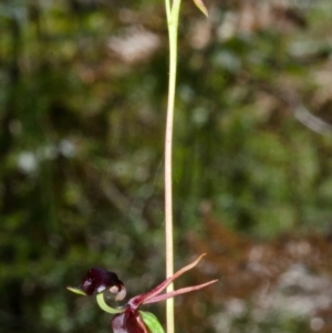 Caleana major at Vincentia, NSW - suppressed