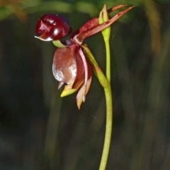 Caleana major (Large Duck Orchid) at Myola, NSW - 23 Aug 2013 by AlanS