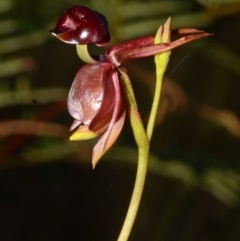 Caleana major at Myola, NSW - suppressed