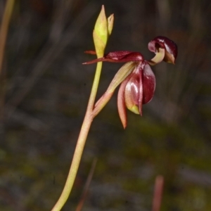 Caleana major at Myola, NSW - 24 Aug 2013