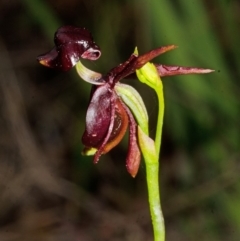 Caleana major (Large Duck Orchid) at Myola, NSW - 19 Sep 2015 by AlanS