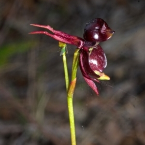 Caleana major at Myola, NSW - 19 Sep 2015