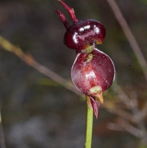 Caleana major at Myola, NSW - 19 Sep 2015