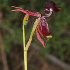 Caleana major at Myola, NSW - 19 Sep 2015