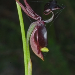 Caleana major at Myola, NSW - 19 Sep 2015