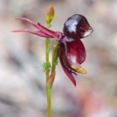 Caleana major (Large Duck Orchid) at Callala Creek Bushcare - 24 Sep 2015 by AlanS