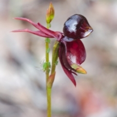 Caleana major (Large Duck Orchid) at Myola, NSW - 24 Sep 2015 by AlanS