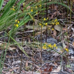 Caleana major at Myola, NSW - suppressed