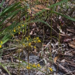 Caleana major at Myola, NSW - suppressed